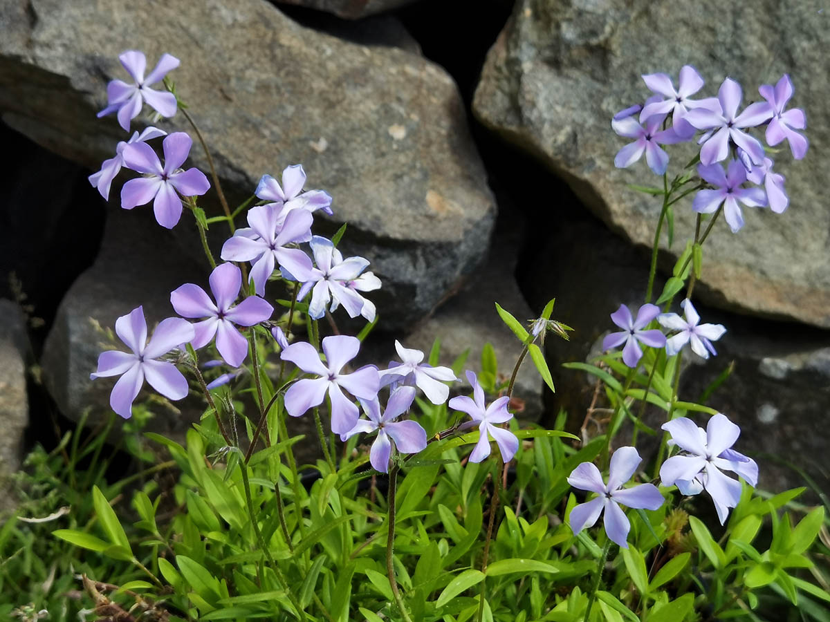Phlox divaricata en fleurs dans les sous-bois caducifoliés d'Amérique du Nord